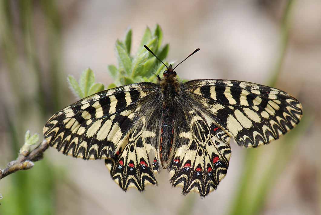 ancora su Zerynthia polyena e Zerynthia cassandra